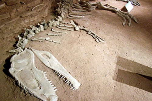 fosil_dinosaurio