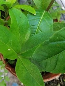 Los Mejores Productos de Anamu: ¡Potencia tu Salud!
