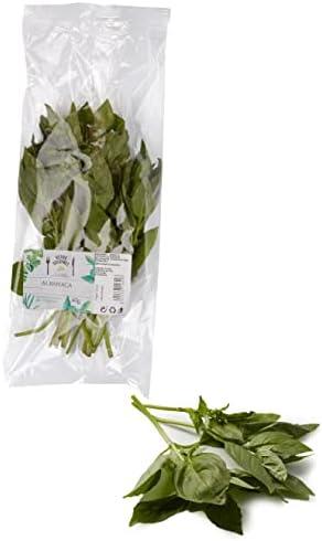 Las 10 Mejores Hierbas de Albahaca ⁣que Debes Comprar